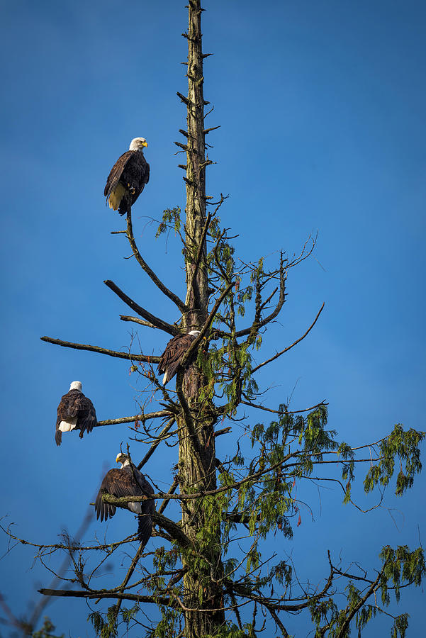 Eagles On Watch Photograph by Bill Cubitt