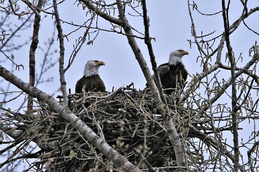 Eagles on Watch Photograph by Flo McKinley - Fine Art America