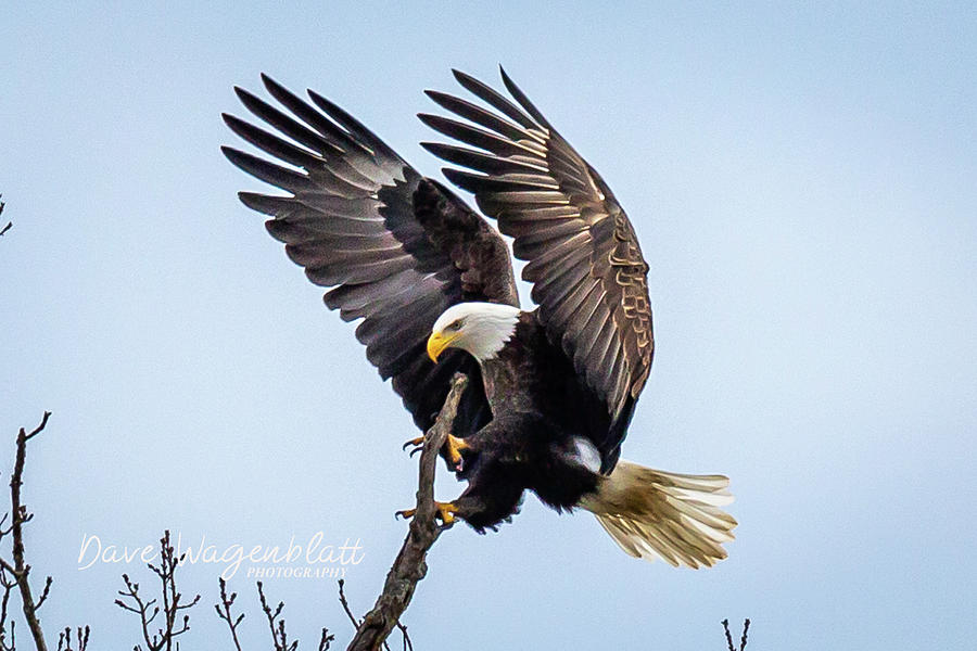 Eagles Perch Photograph by David Wagenblatt