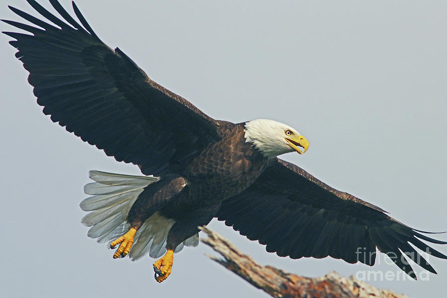 Eagles Return Photograph by Larry Nieland
