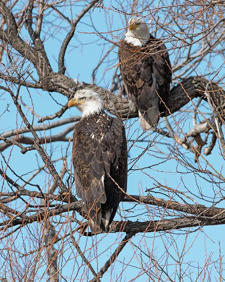 Eagles Roosting Photograph by Loree Johnson