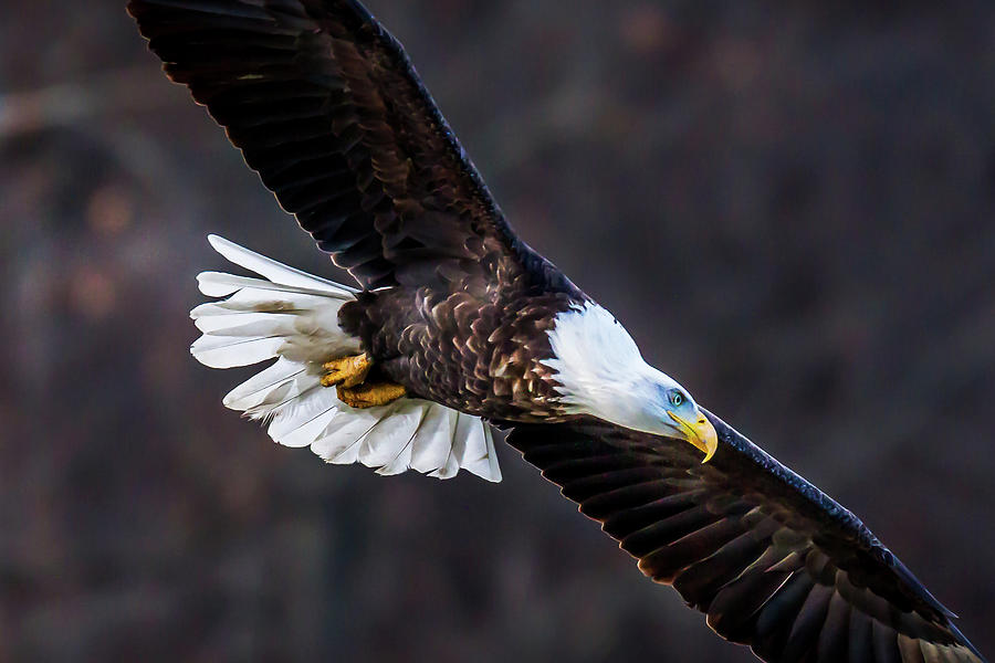 Eagles Soar Photograph by David Wagenblatt