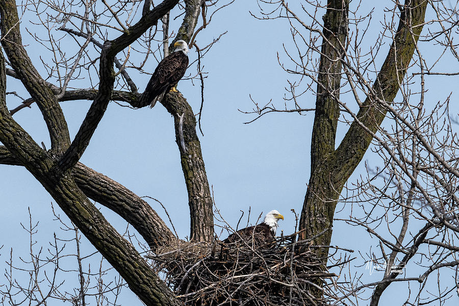 Eagles Standing Guard Photograph by Mark Madion - Fine Art America