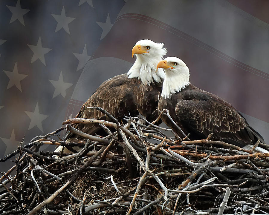 Eagles w US flag Photograph by Coby Cooper