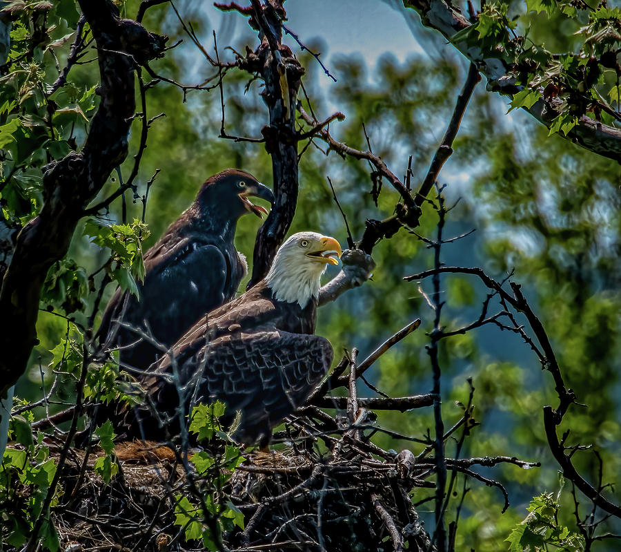 Eaglet After Photograph by Brian Shoemaker