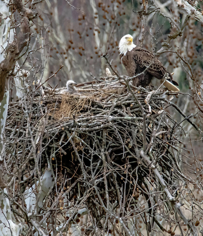 Eaglet Before Photograph by Brian Shoemaker