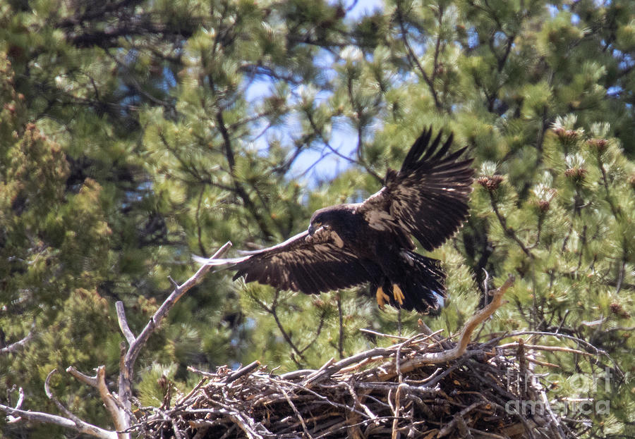 Eaglet On The Nest Photograph