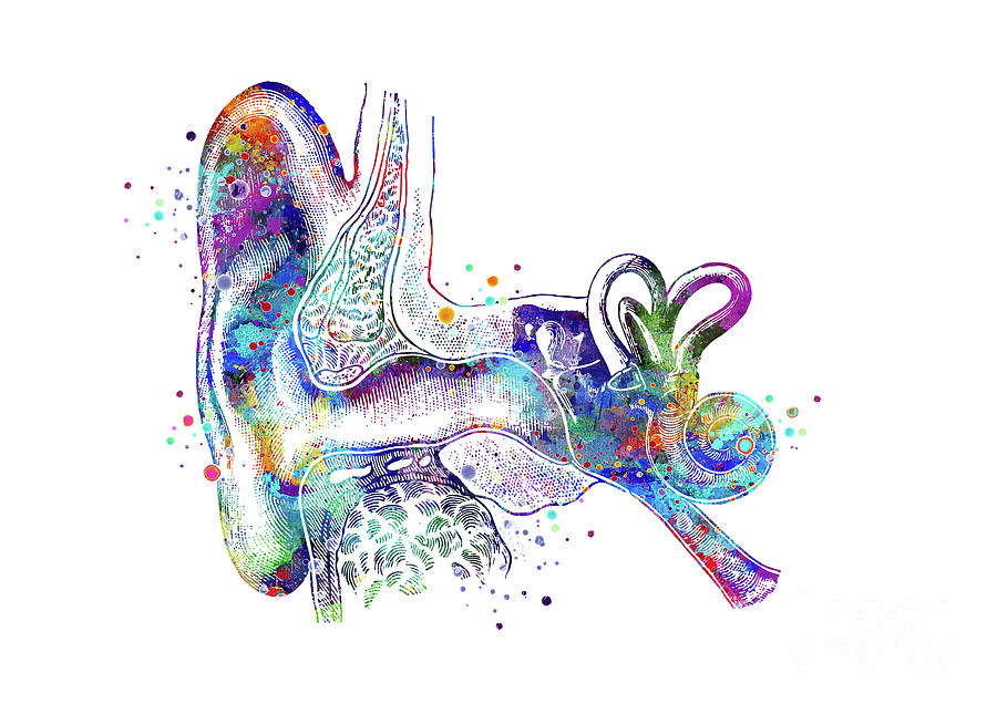 Ear Anatomy Inner Ear Colorful Watercolor Artwork Audiologist Gift Digital Art by White Lotus