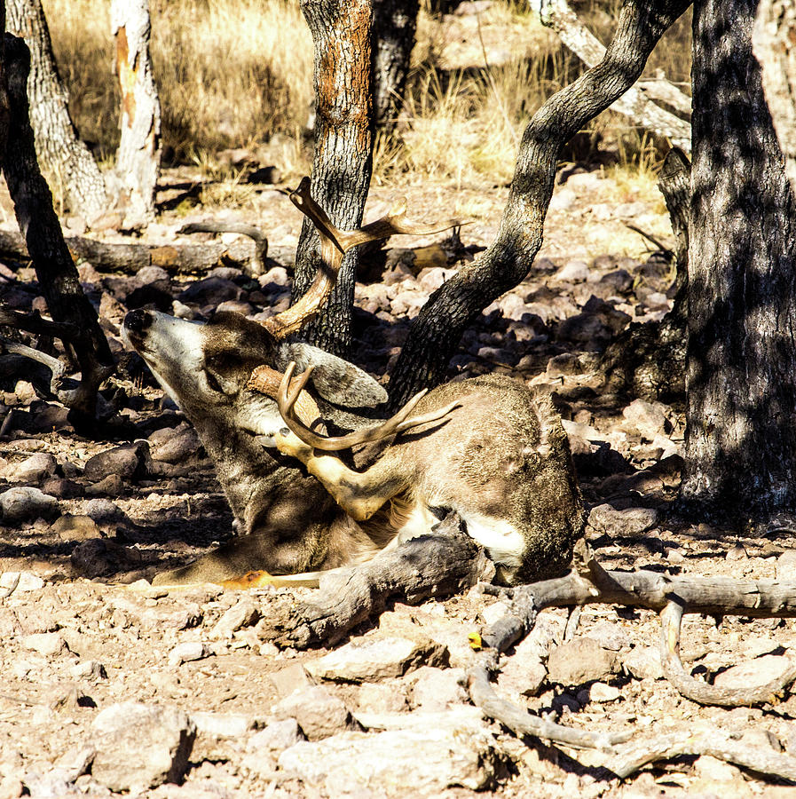 Ear Itch 1 - Mule Deer Buck Photograph by Renny Spencer - Pixels