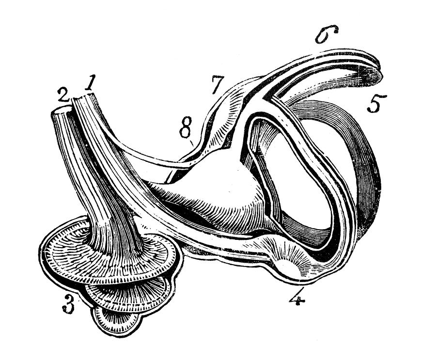 Ear nerves Drawing by Ilbusca