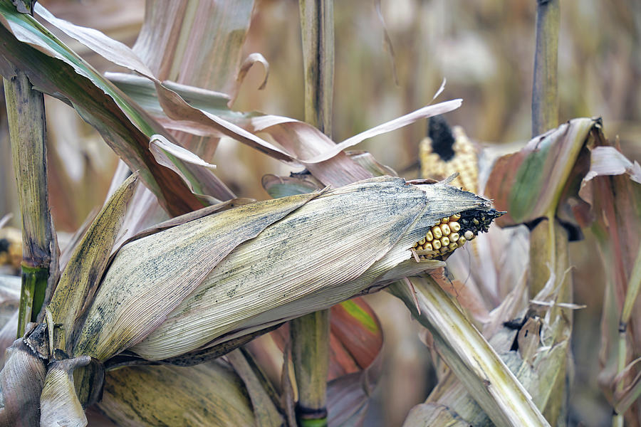 Ear Of Corn Closeup In Muncie Indiana Photograph