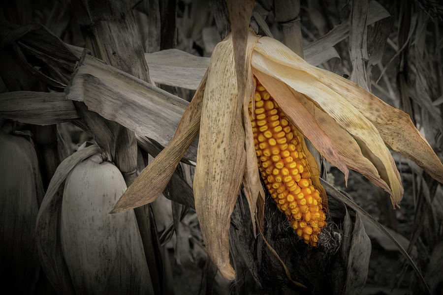 Nature Photograph - Ear of Corn on the Stalk in a Cornfield in West Michigan  by Randall Nyhof
