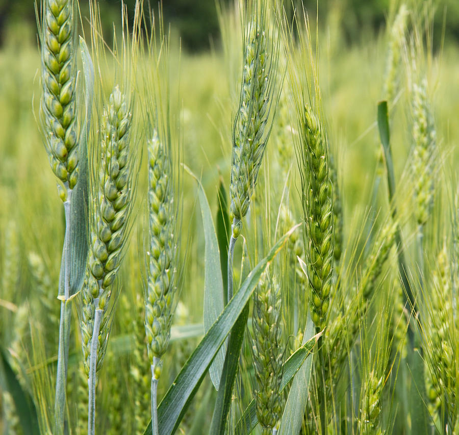 Ear Of Wheat Photograph by VladyslavDanilin