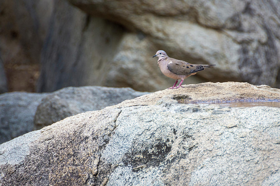 Eared Dove at Casibari Aruba Photograph by Debra Martz