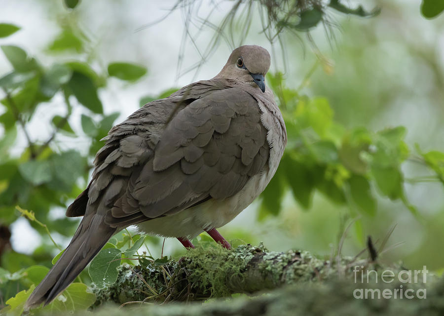 Wildlife Photograph - Eared Dove by Eva Lechner