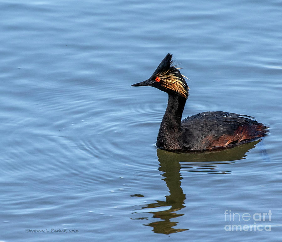 San Diego Photograph - Eared Grebe  D3523 by Stephen Parker