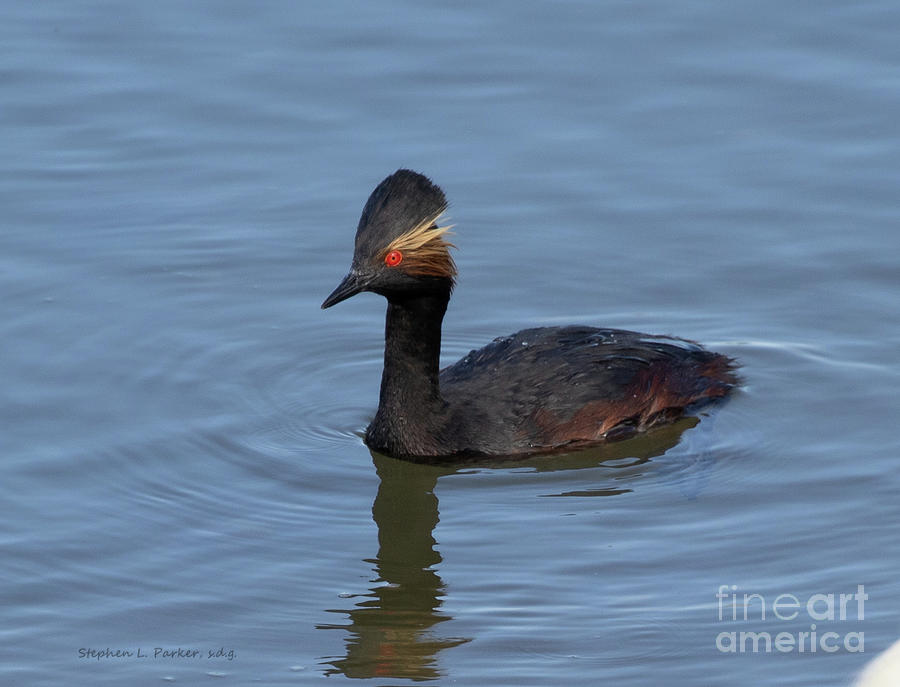 San Diego Photograph - Eared Grebe  D3524 by Stephen Parker