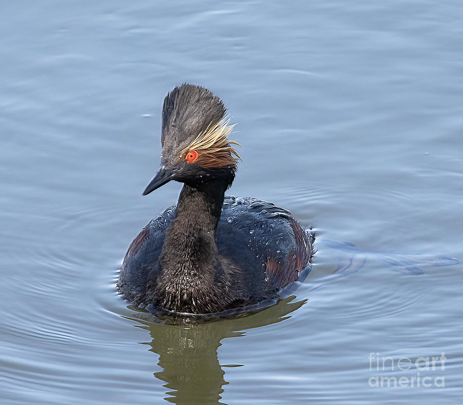 San Diego Photograph - Eared Grebe  D3536 by Stephen Parker