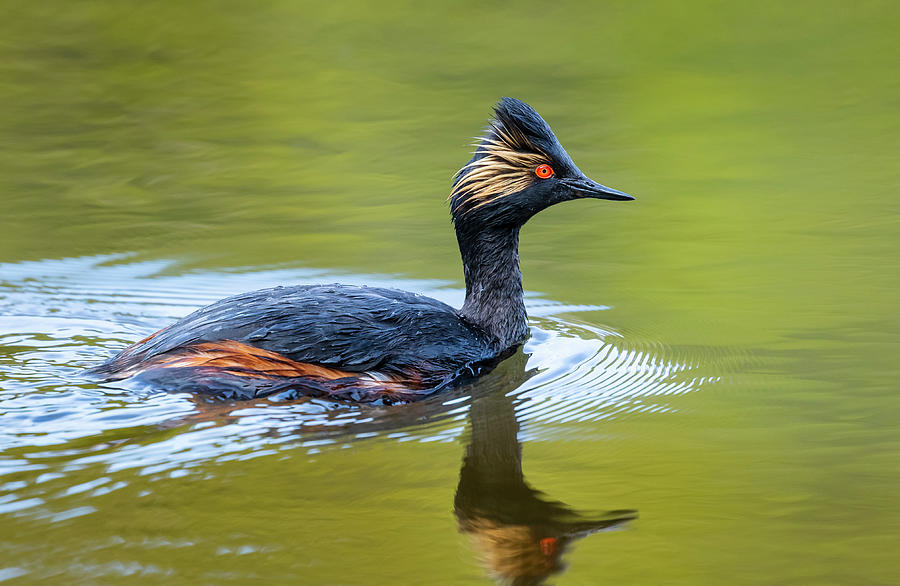 Eared Grebe in Yellowstone  Photograph by Mark Miller