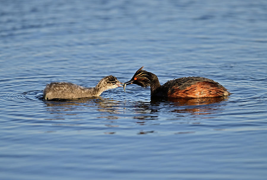 Eared Grebe - Mom Feeding Baby Photograph by Amazing Action Photo Video