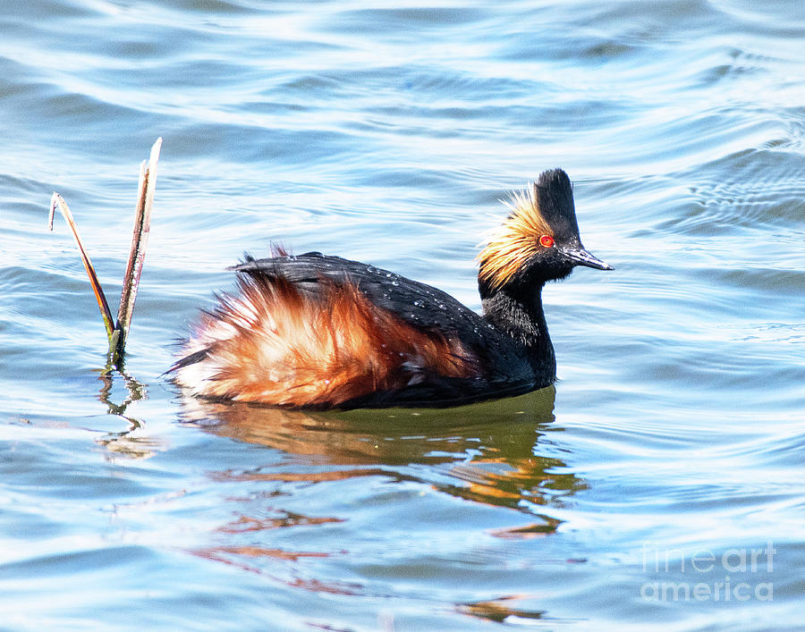 Eared Grebe on Fire Photograph by Dennis Hammer