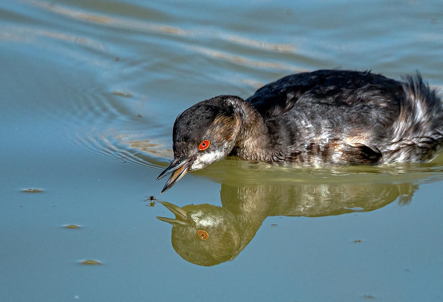 Eared Grebe Photograph by Rick Mosher