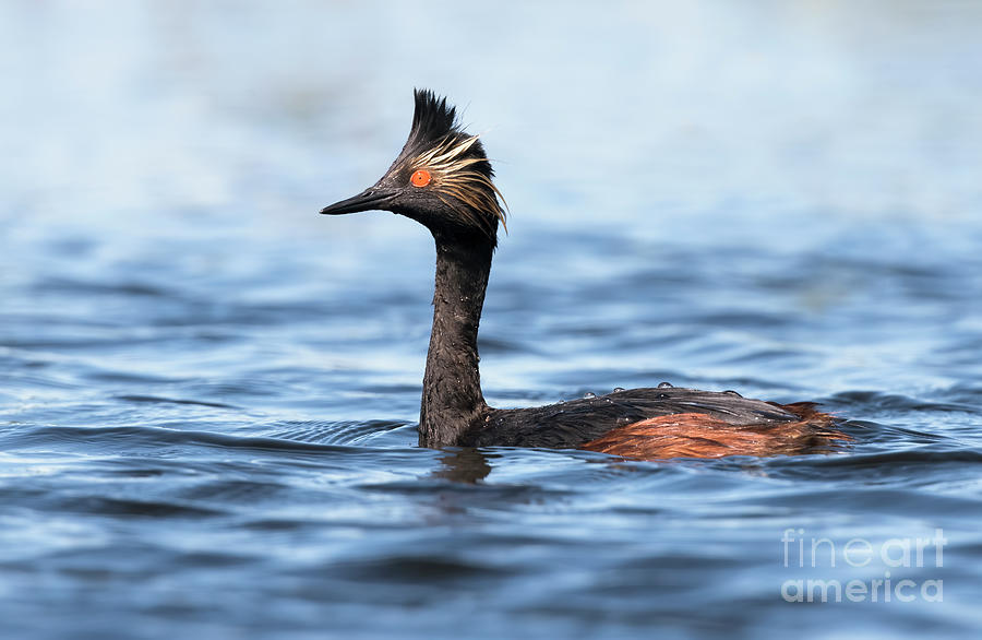 Eared Grebe Photograph by Shannon Carson