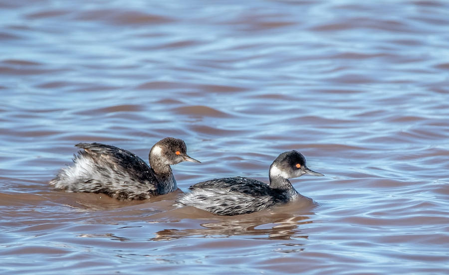 Eared Grebes 8917-121219-2 Photograph by Tam Ryan