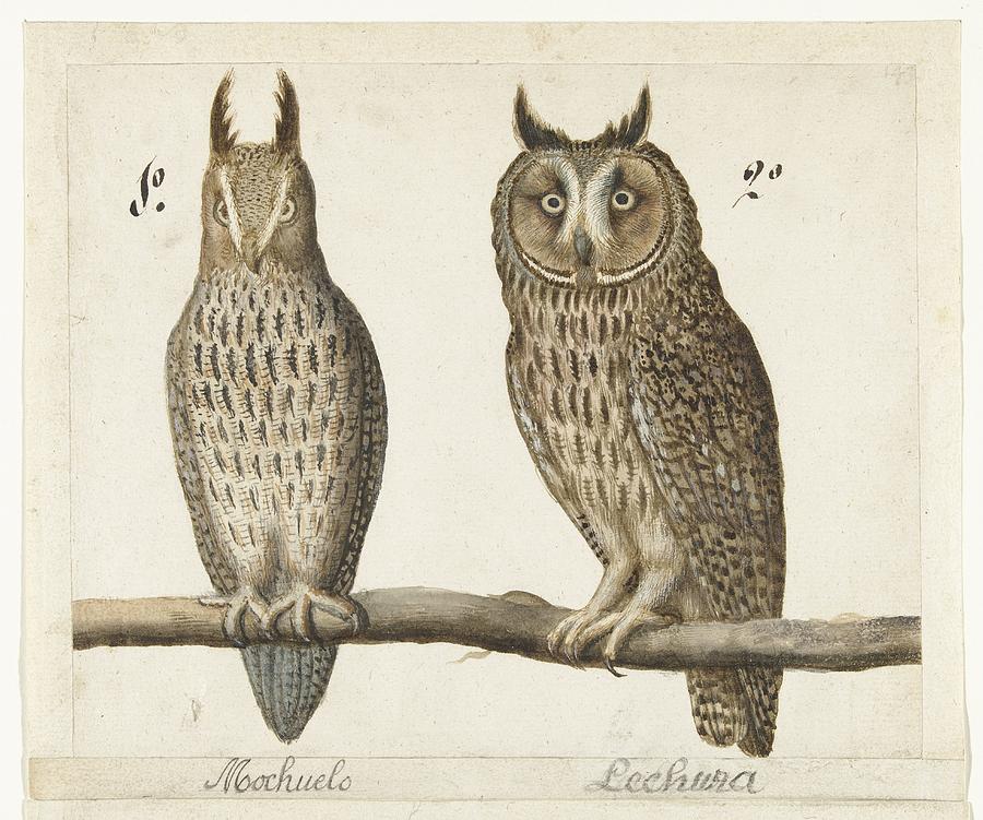 Eared Owl, Anonymous, 1560 Painting by MotionAge Designs