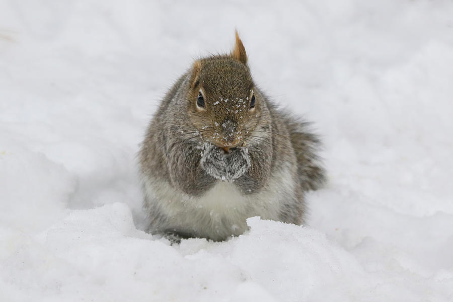 Earl the Squirrel Photograph by Brook Burling