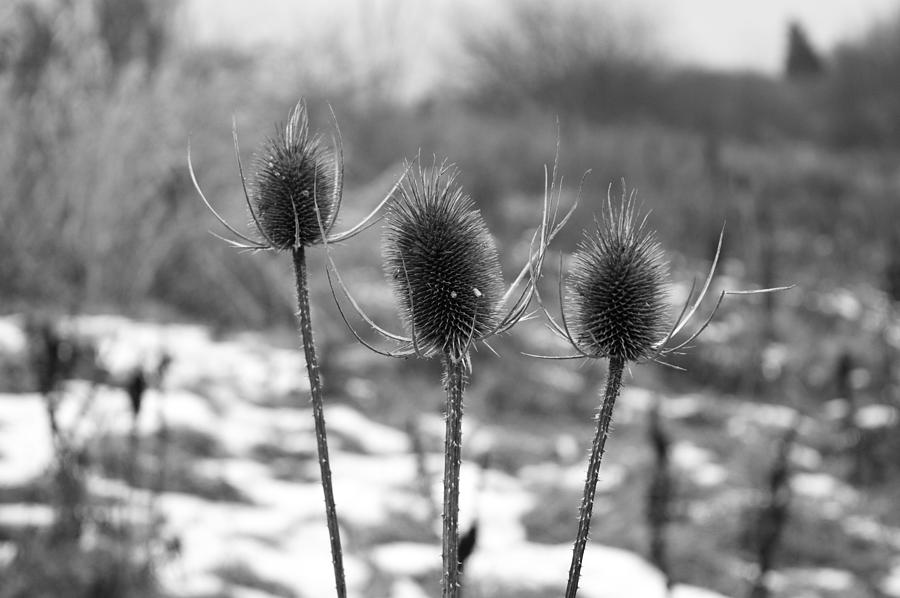 EARLESTOWN. Lyme and Wood Country Park. Teasle Heads. Photograph by Lachlan Main