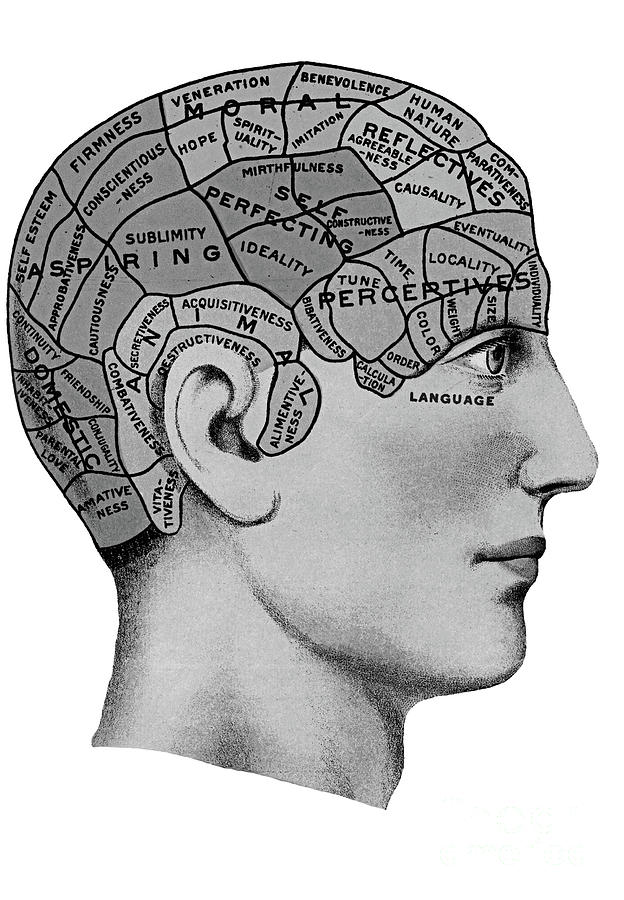 Early 20th Century Brain Area Illustration Drawing by Pete Klinger