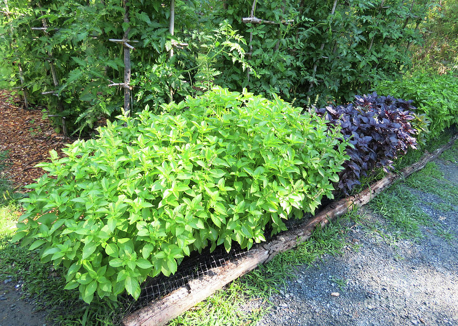 Early August Basil Hedge at the Tomato Maze. The Victory Garden Collection. Photograph by Amy E Fraser