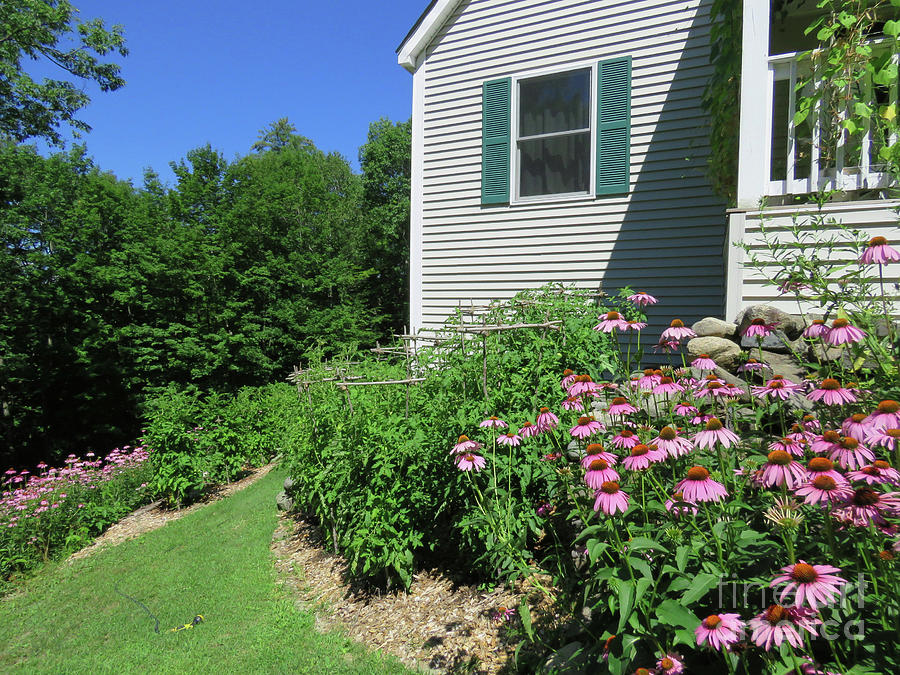 Early August Coneflowers and Corner Tomato Garden View. The Victory Garden Collection. Photograph by Amy E Fraser