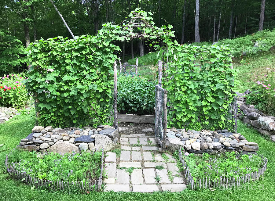 Early August Potager Gate and Trellis. The Victory Garden Collection. Photograph by Amy E Fraser