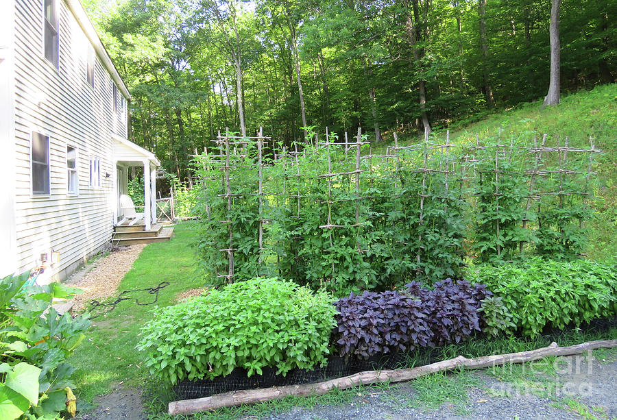 Early August Tomato Maze. View from the Driveway. The Victory Garden Collection. Photograph by Amy E Fraser