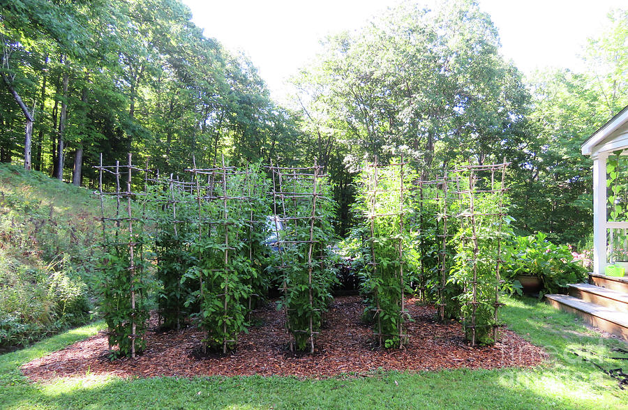 Early August Tomato Maze. View from the Kitchen Garden. The Victory Garden Collection. Photograph by Amy E Fraser
