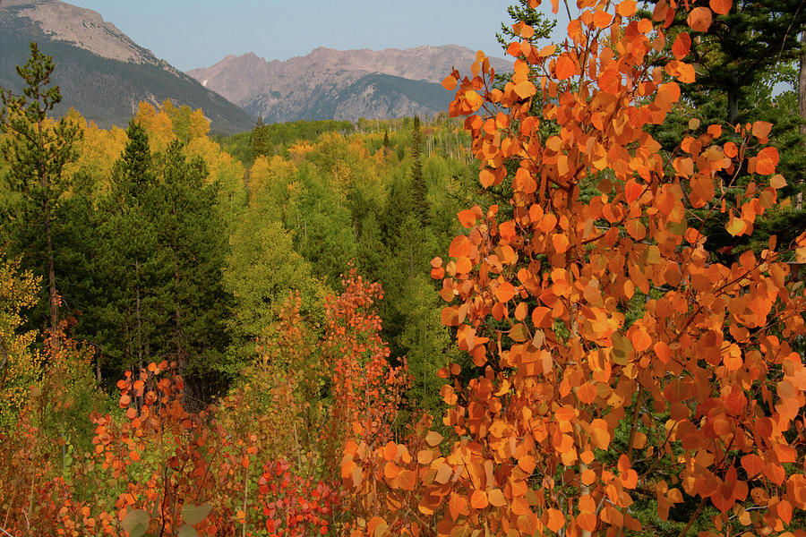 Early Autumn in Silverthorne Photograph by Cascade Colors