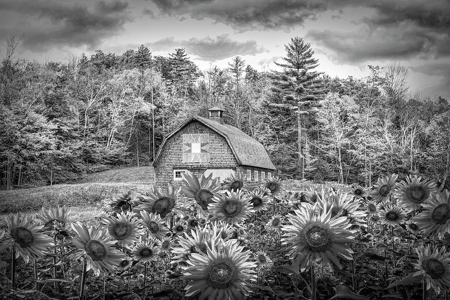 Early Autumn Sunflowers in Black and White Photograph by Debra and Dave Vanderlaan
