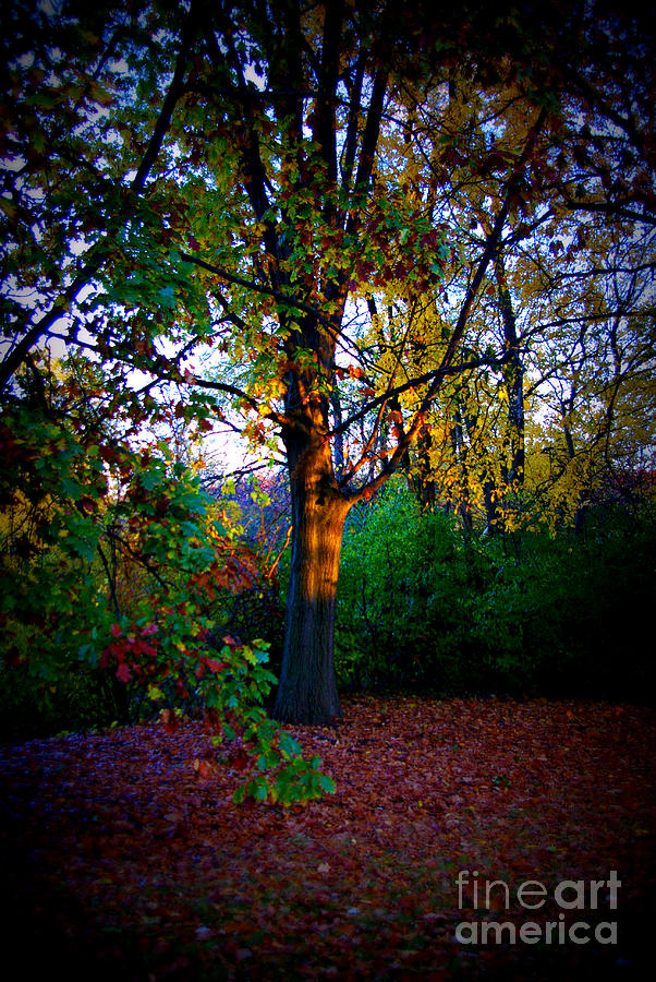 Early Autumn Tree Golden Shadows - Lomography Photograph by Frank J Casella