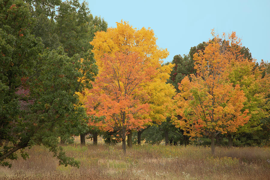 Tree Photograph - Early Autumn Views by Kim Hojnacki