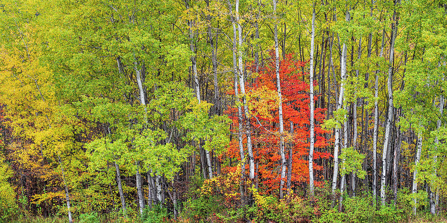Early Autumn Woods Panorama Photograph by Alan L Graham
