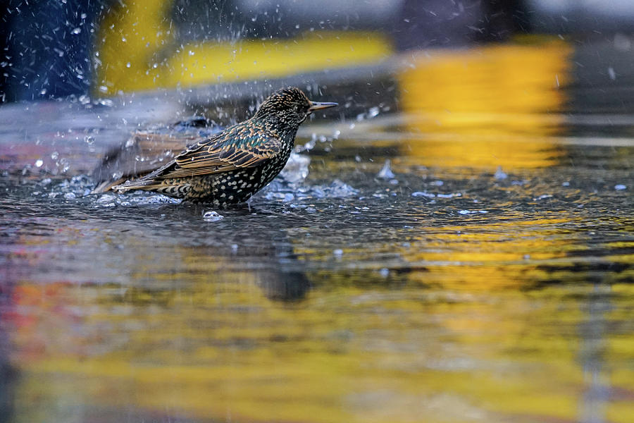 Early bird bath in New York Photograph by RC Studio