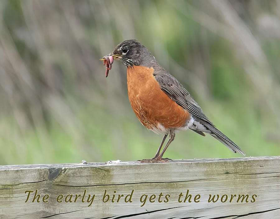 Early Bird get the Worms Photograph by Wade Aiken