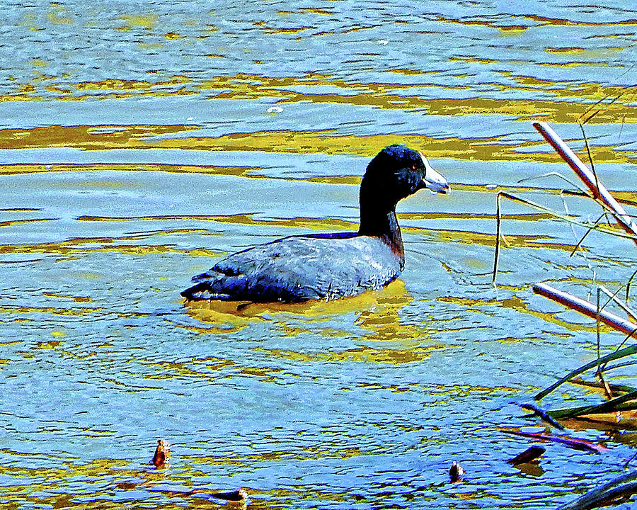 early-bird-special-photograph-by-andrew-lawrence-fine-art-america