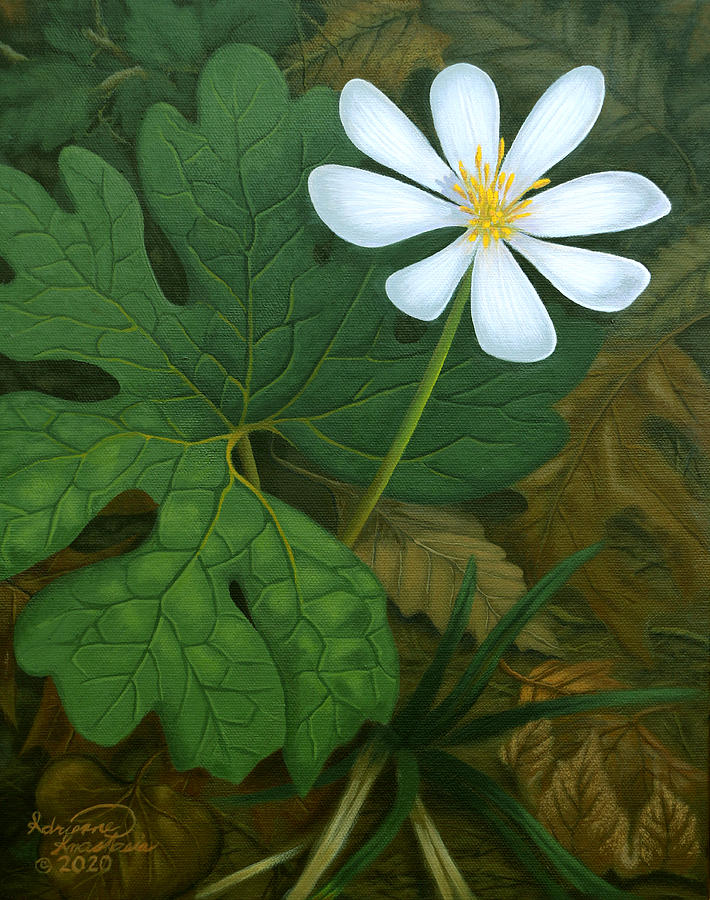 Early Bloomer Bloodroot Painting by Adrienne Dye