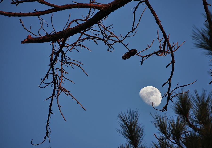 Early Evening Moon Photograph by Charlotte Schafer
