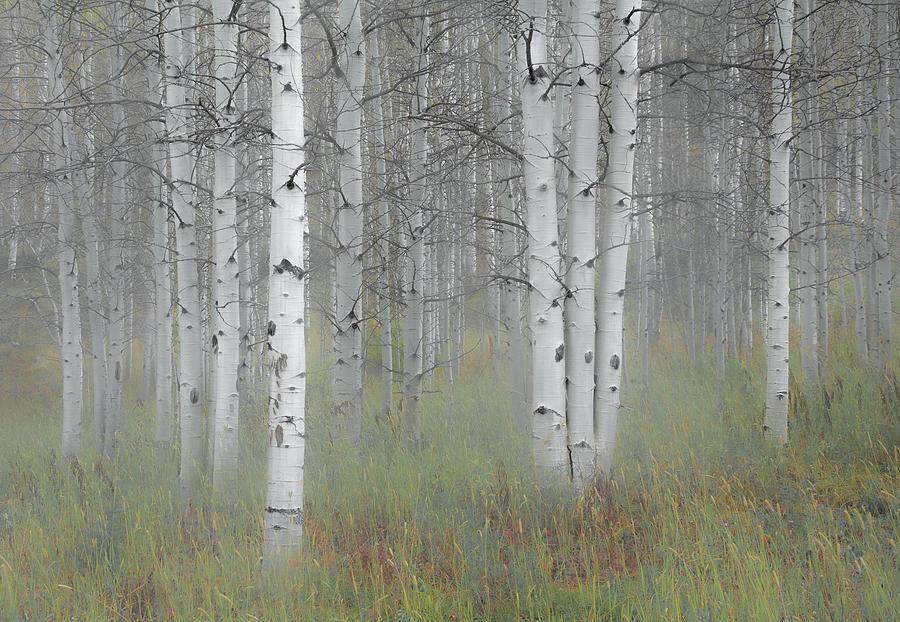 Early Fall Aspen Woods Photograph by The Forests Edge Photography - Diane Sandoval