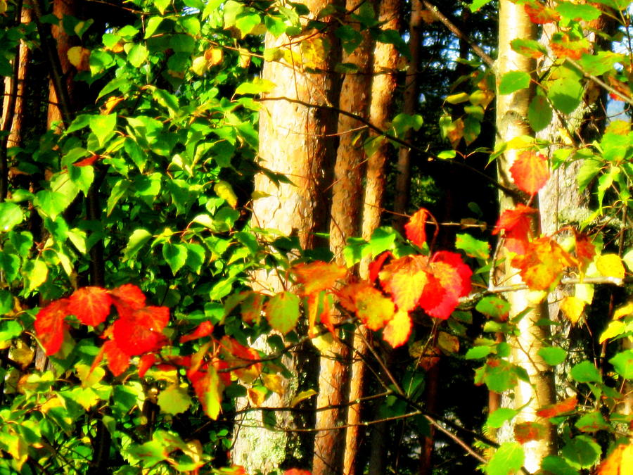 Early fall beauty Photograph by Pauli Hyvonen