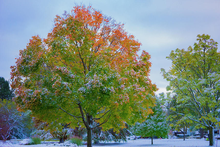 Early Fall Snow Photograph